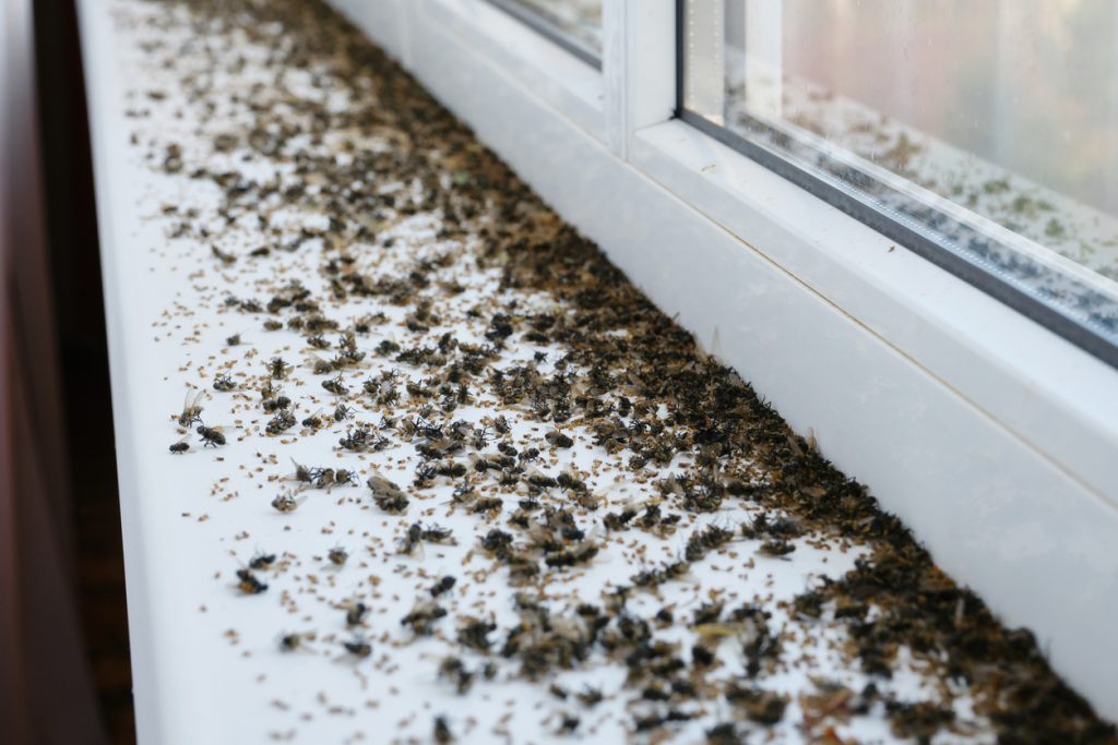 Severe Pest Infestation - Dead ants on Windowsill