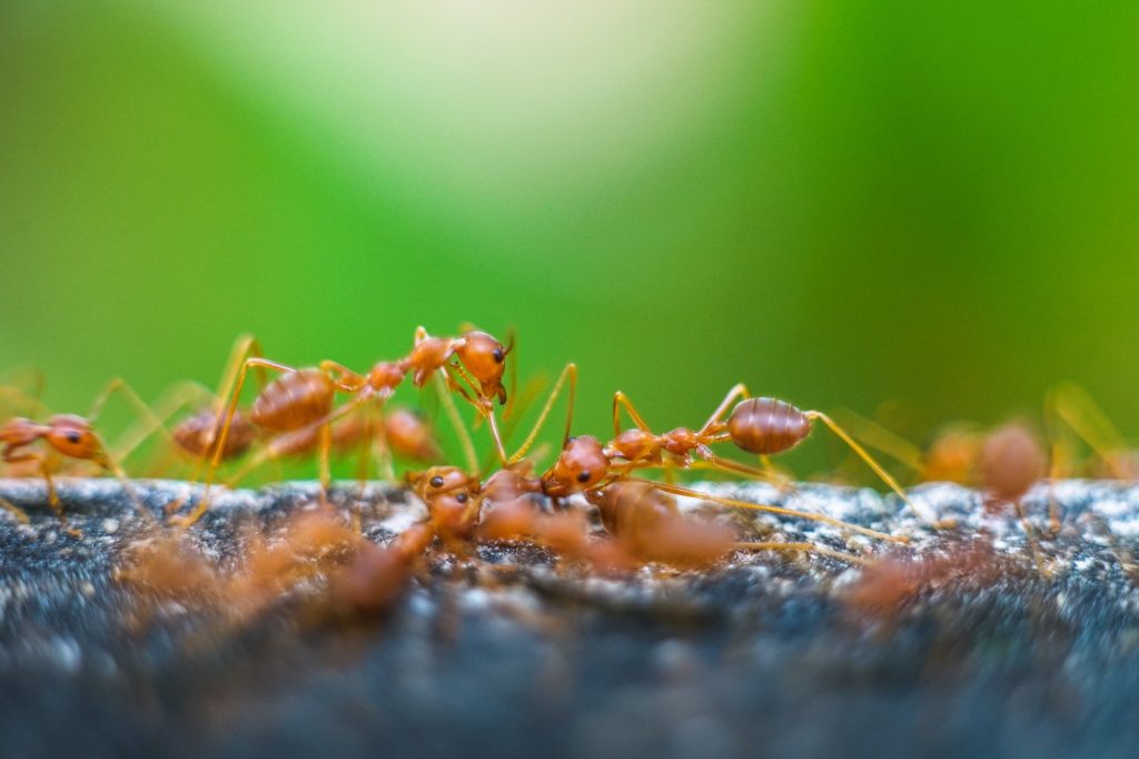 Red imported fire ant,Action of fire ant